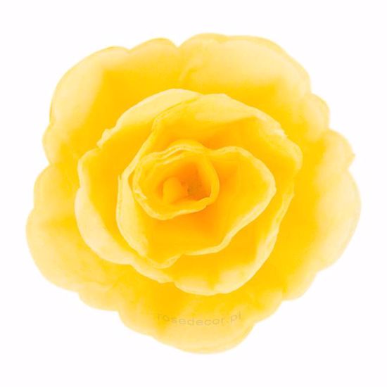 Obrazek RÓŻA CHIŃSKA ŚREDNIA ŻÓŁTA 200518 ROSE DECOR