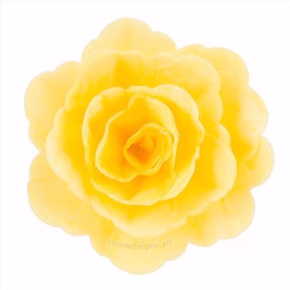 Obrazek RÓŻA CHIŃSKA DUŻA ŻÓŁTA 320515 ROSE DECOR