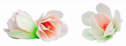 Obrazek MAGNOLIA BIAŁA WA500106 ROSE DECOR