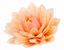Obrazek DALIA PUDROWA 476201 ROSE DECOR