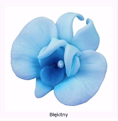 Obrazek DEKORACJA CUKROWA KWIAT CYMBIDIUM NIEBIESKIE K055 OP.10SZT MAGMART