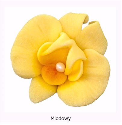Obrazek DEKORACJA CUKROWA KWIAT CYMBIDIUM MIODOWE K055 OP.10SZT MAGMART